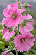 Pink Hollyhock Flower Seeds for Planting – Heirloom, Non-GMO, High Germination Organic Garden Seeds