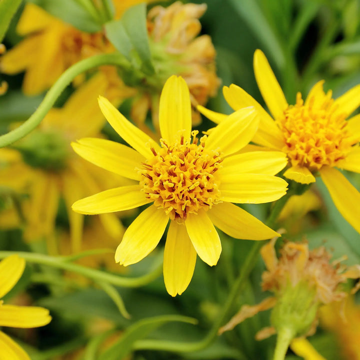 Flower Seeds, Seeds,Seeds For Planting,Plant Seeds