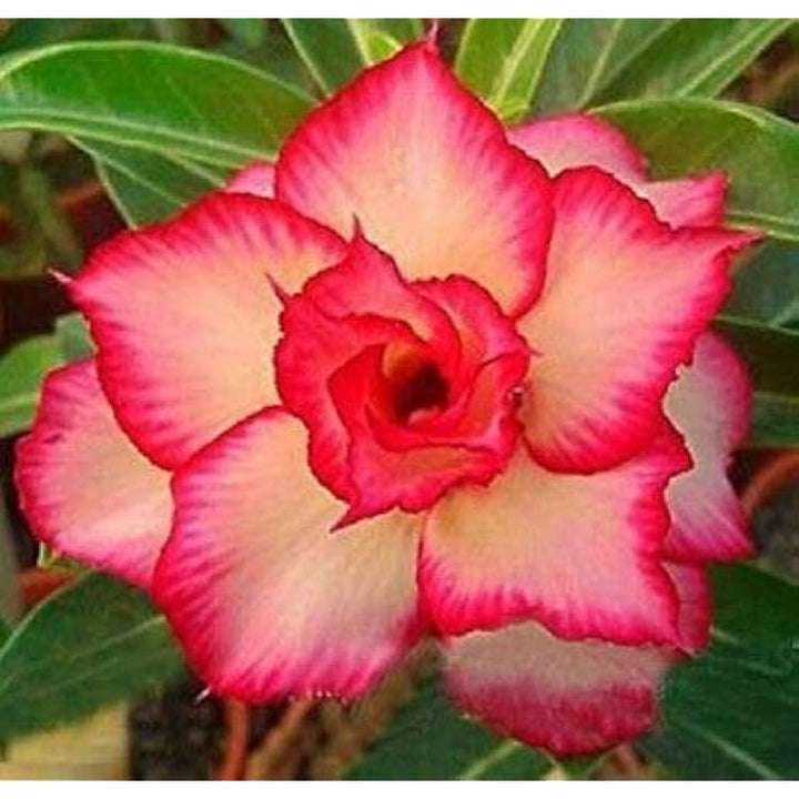 Flower Seeds, Seeds,Seeds For Planting,Plant Seeds