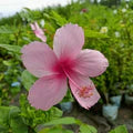 Baby Pink Hibiscus Flower Seeds for Planting – Heirloom, Non-GMO Long-Bloom Organic Garden Seeds