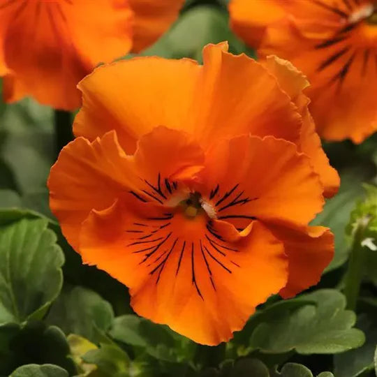 Orange Frizzle Sizzle Flower Seeds for Planting – Heirloom, Non-GMO, High Germination Organic Garden Seeds