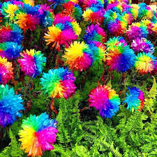 Flower Seeds, Seeds,Seeds For Planting,Plant Seeds