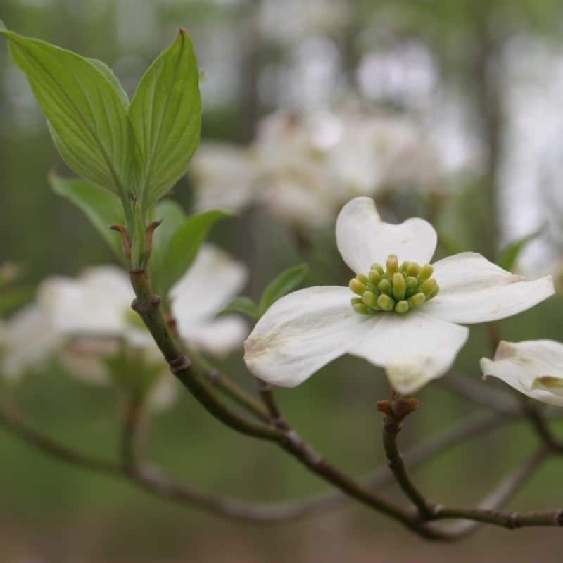 Flower Seeds, Seeds,Seeds For Planting,Plant Seeds