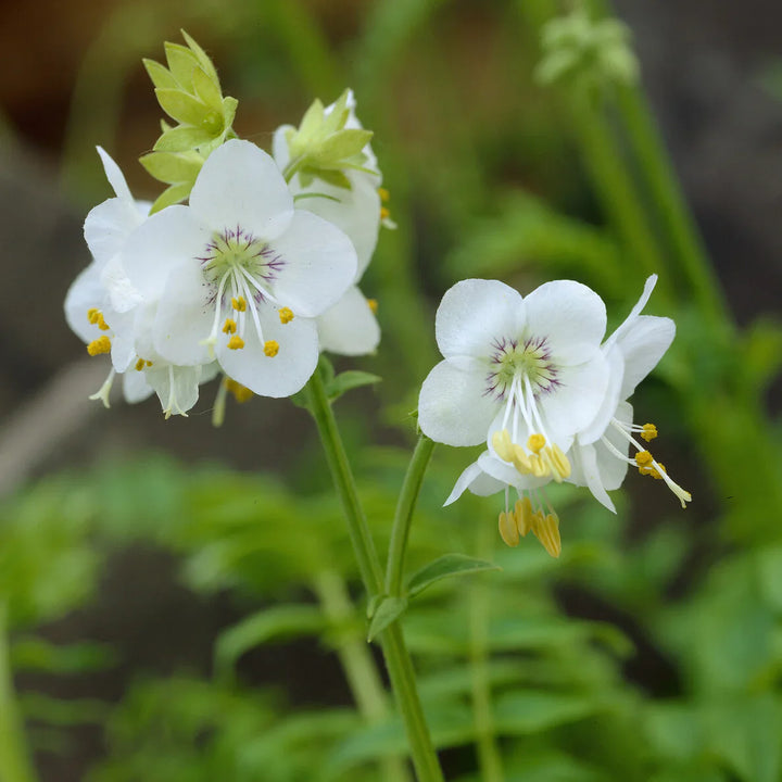 Flower Seeds, Seeds,Seeds For Planting,Plant Seeds