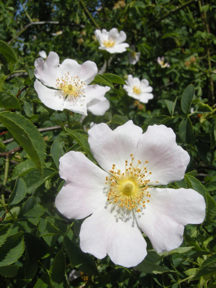 White Canina Flower Seeds for Planting – Drought Tolerant, Heirloom, Non-GMO, High Germination Organic Garden Seeds