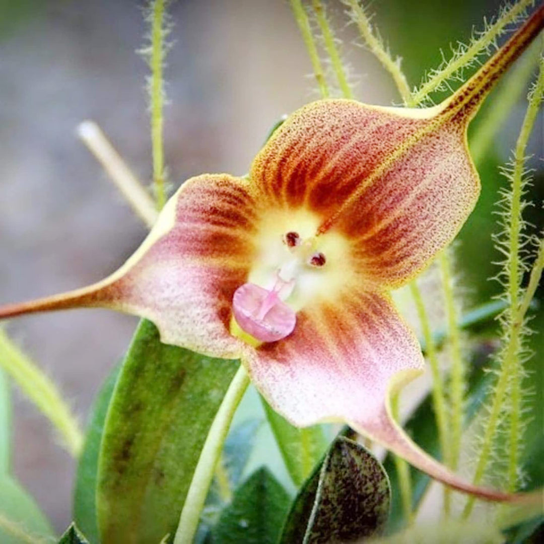 Flower Seeds, Seeds,Seeds For Planting,Plant Seeds