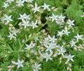White Sedum Acre Flower Seeds for Planting – Low Maintenance, Heirloom, Non-GMO, High Germination Organic Garden Seeds