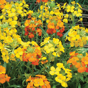 Flower Seeds, Seeds,Seeds For Planting,Plant Seeds