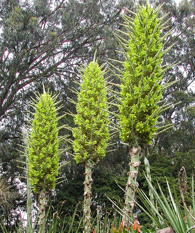 Flower Seeds, Seeds,Seeds For Planting,Plant Seeds