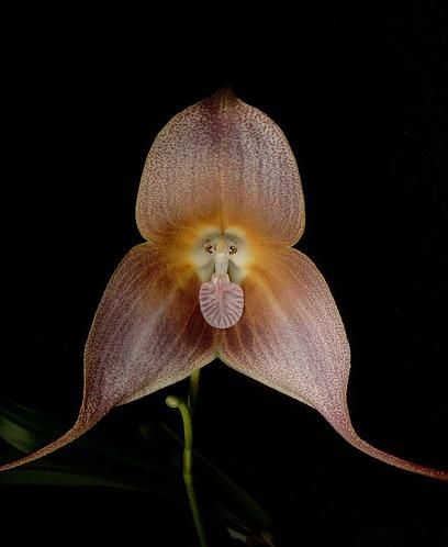 Brown Dracula Flower Seeds for Planting – Heirloom, Non-GMO, High Germination Garden Seeds