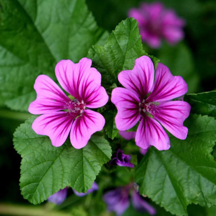 Flower Seeds, Seeds,Seeds For Planting,Plant Seeds