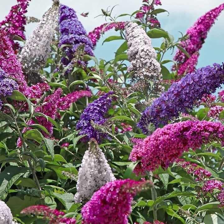 Flower Seeds, Seeds,Seeds For Planting,Plant Seeds