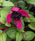 Black Fuchsia Flower Seeds for Planting – Heirloom, Non-GMO, High Germination Organic Garden Seeds