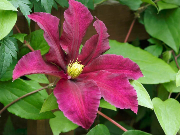 Pink Yellow Clematis Flower seeds for Planting - Colorful Display, Heirloom & GMO Free Seeds for Home Garden, 100pcs