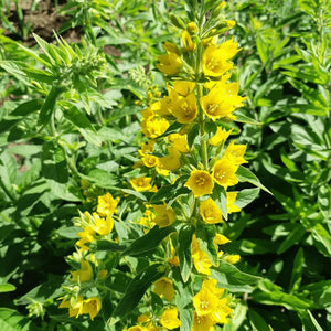 Flower Seeds, Seeds,Seeds For Planting,Plant Seeds
