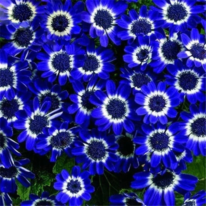 Blue Cineraria Flower Seeds for Planting - Heirloom, Non-GMO, High Germination Organic Garden Seeds