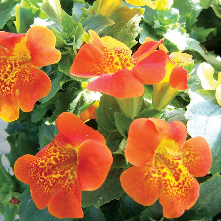 Flower Seeds, Seeds,Seeds For Planting,Plant Seeds