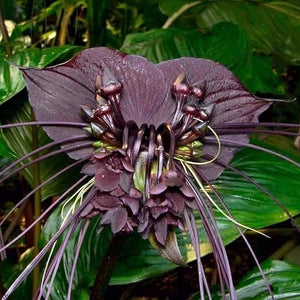 Flower Seeds, Seeds,Seeds For Planting,Plant Seeds