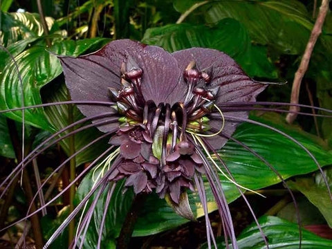 Flower Seeds, Seeds,Seeds For Planting,Plant Seeds