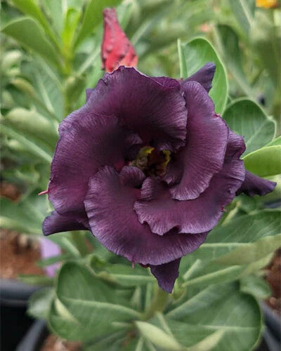 Purple Adenium Obesum Flower Seeds for Planting – Heirloom Non-GMO, High Germination Organic Garden Seeds