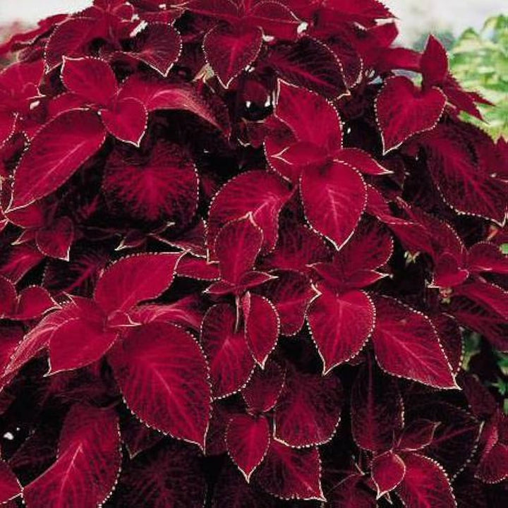 Flower Seeds, Seeds,Seeds For Planting,Plant Seeds