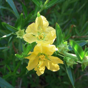Flower Seeds, Seeds,Seeds For Planting,Plant Seeds