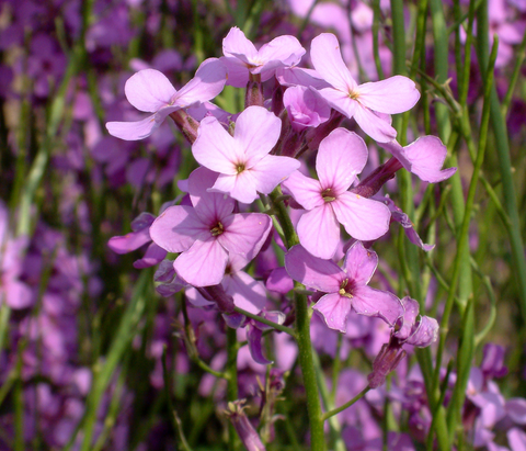 Flower Seeds, Seeds,Seeds For Planting,Plant Seeds