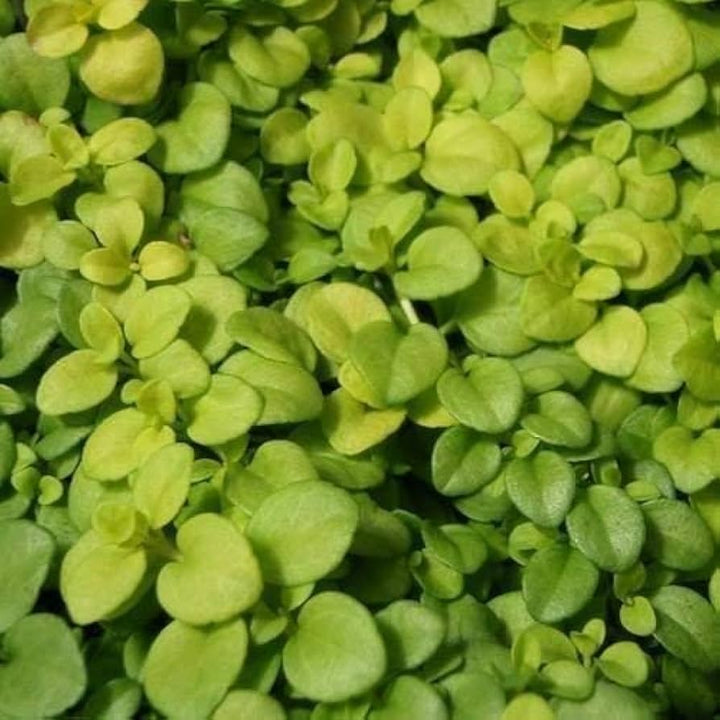 Flower Seeds, Seeds,Seeds For Planting,Plant Seeds
