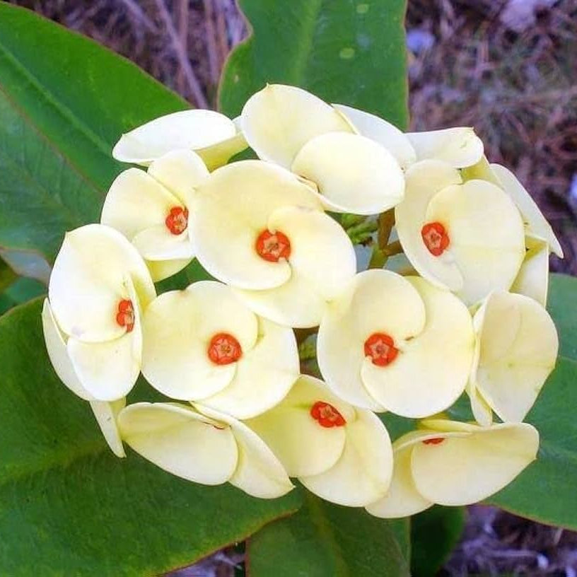 Flower Seeds, Seeds,Seeds For Planting,Plant Seeds