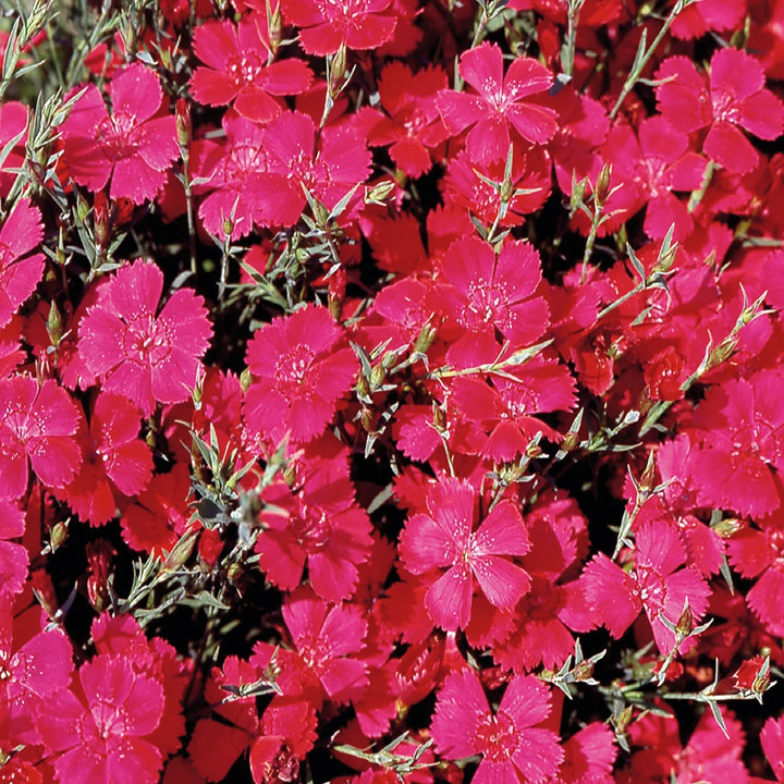 Flower Seeds, Seeds,Seeds For Planting,Plant Seeds