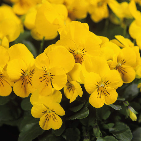 Flower Seeds, Seeds,Seeds For Planting,Plant Seeds