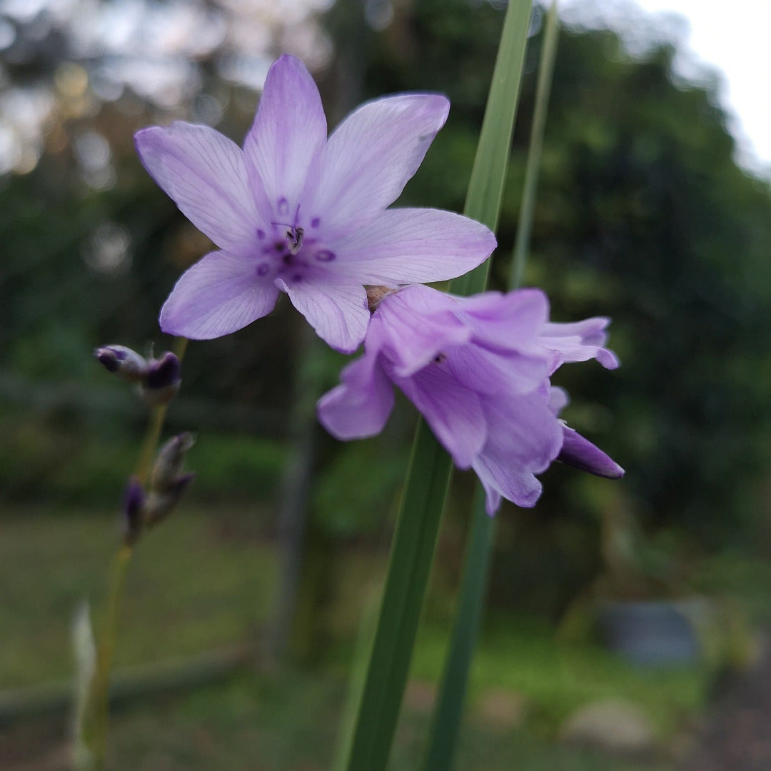 Flower Seeds, Seeds,Seeds For Planting,Plant Seeds