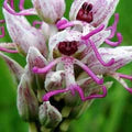 Purple Naked Men Orchid Flower Seeds for Planting – Heirloom, Non-GMO Low-Maintenance Organic Garden Seeds