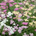 Mixed Achillea Flower Seeds for Planting – Heirloom, Non-GMO, High Germination Organic Garden Seeds