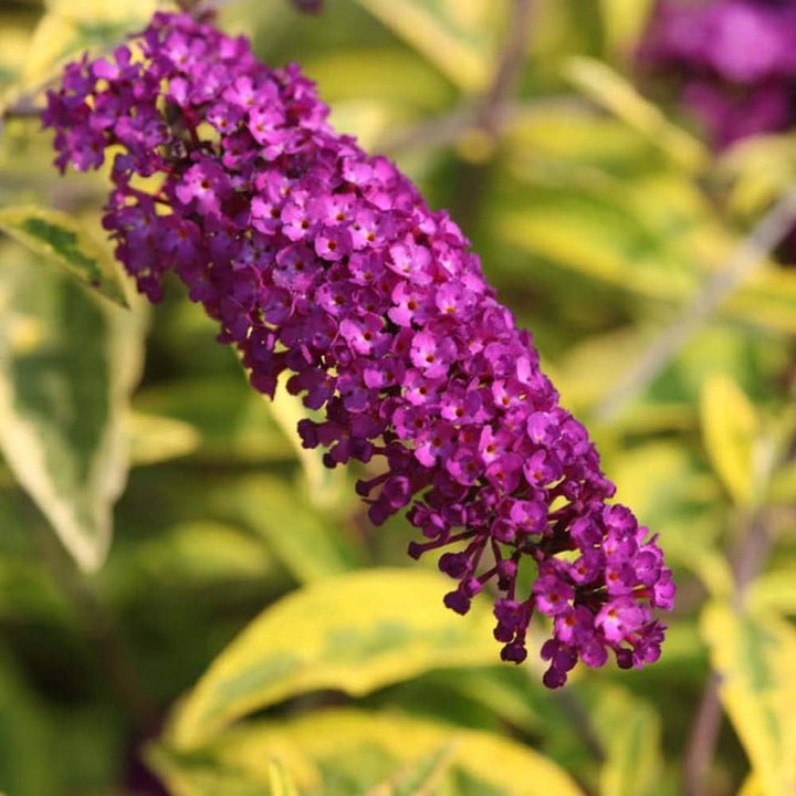 Flower Seeds, Seeds,Seeds For Planting,Plant Seeds