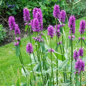 Flower Seeds, Seeds,Seeds For Planting,Plant Seeds