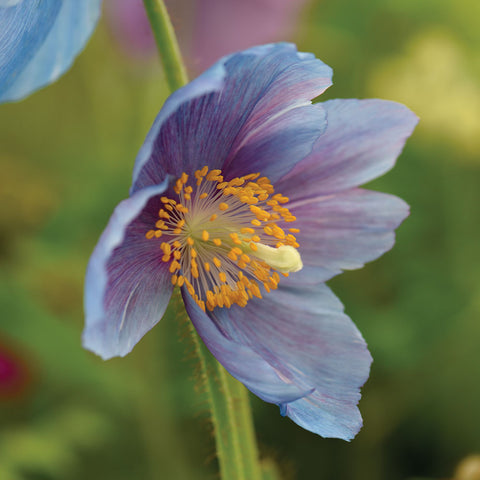 Flower Seeds, Seeds,Seeds For Planting,Plant Seeds