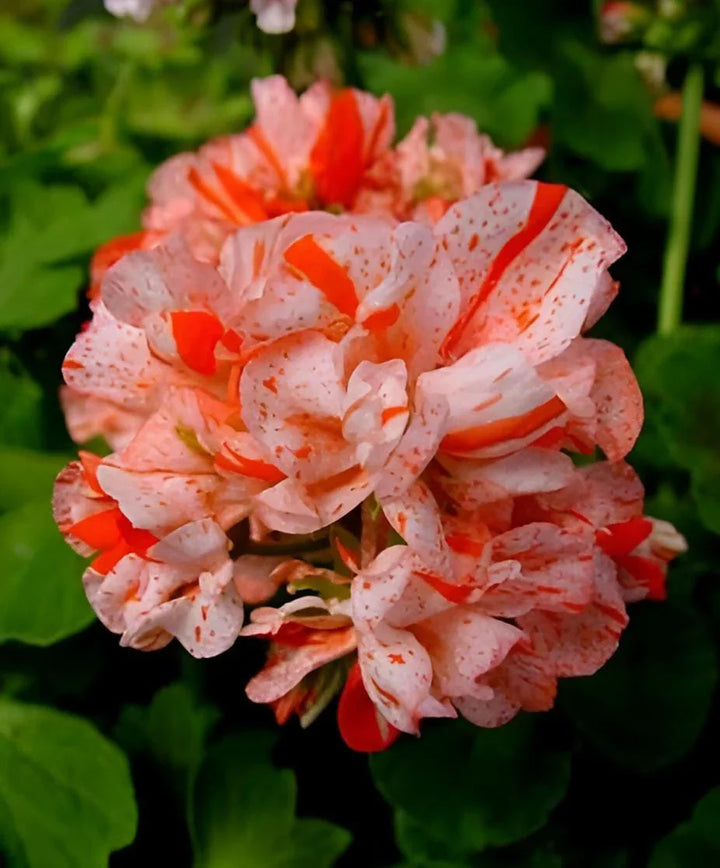 Flower Seeds, Seeds,Seeds For Planting,Plant Seeds