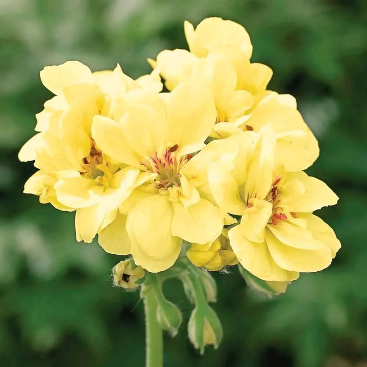 Flower Seeds, Seeds,Seeds For Planting,Plant Seeds