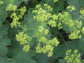 Green Alchemilla Mollis Flower Seeds for Planting – Heirloom, Non-GMO, High Germination Garden Seeds