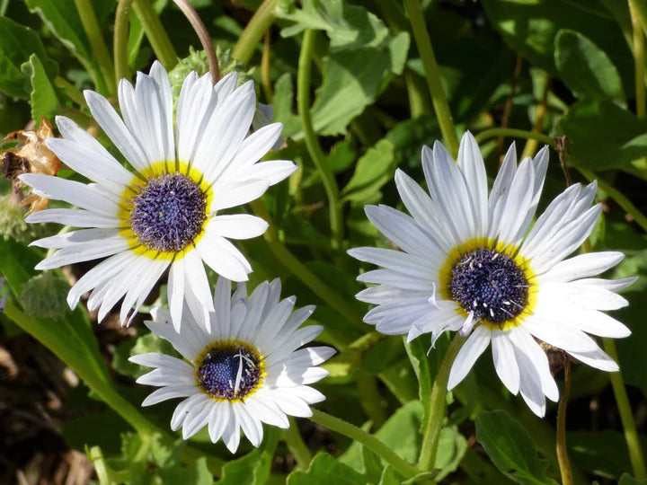 White Arctotis Flower Seeds for Planting – Heirloom, Non-GMO, Long-Bloom Garden Seeds