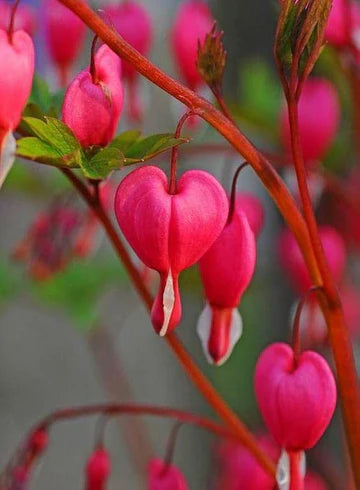 Asian Pink Bleeding Heart (Dicentra spectabilis) Seeds for Planting – Heirloom, Non-GMO Fragrant Organic Garden Seeds