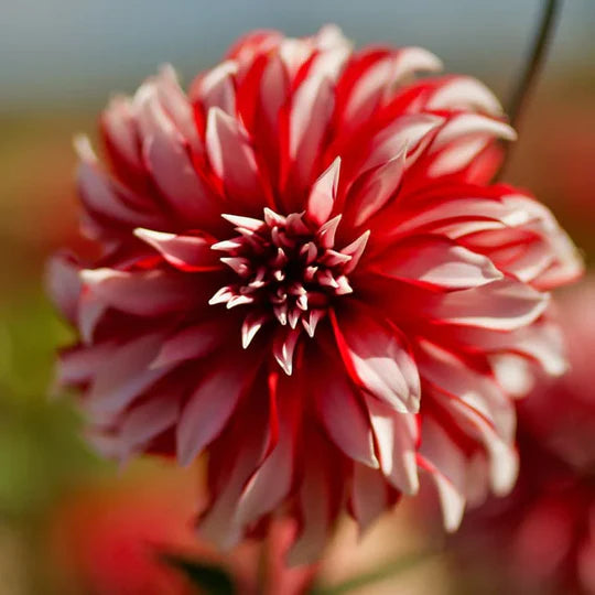 Dahlia Santa Claus Flower Seeds for Planting – Heirloom, Non-GMO, High Germination Organic Garden Seeds