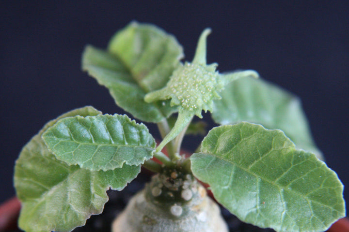 Green Dorstenia Foetida Herb Seeds for Planting – Heirloom, Non-GMO, Organic Garden Seeds with High Germination