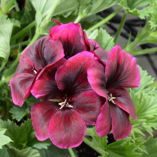 Flower Seeds, Seeds,Seeds For Planting,Plant Seeds