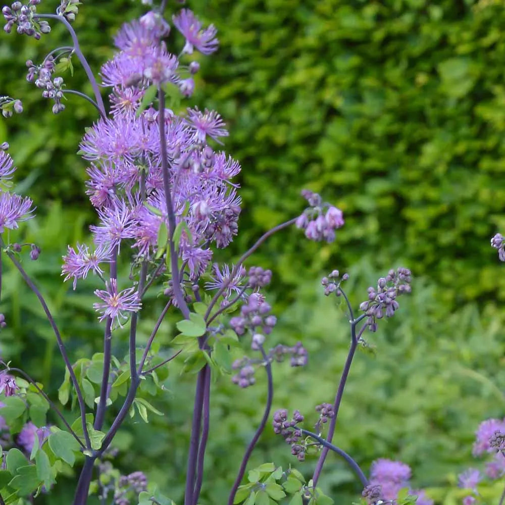 Flower Seeds, Seeds,Seeds For Planting,Plant Seeds