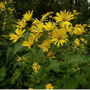 Flower Seeds, Seeds,Seeds For Planting,Plant Seeds