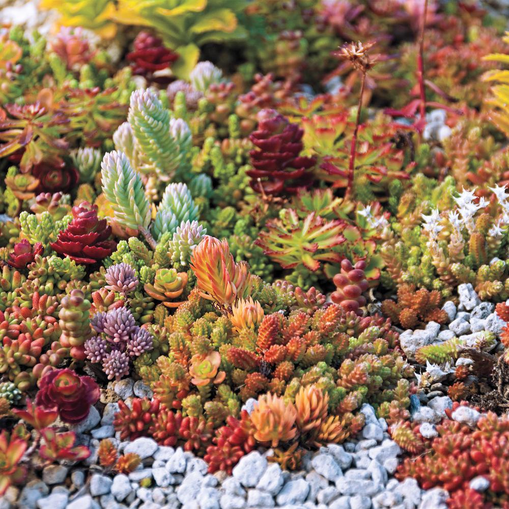planting sedum seeds Mixed Sedum Flower Seeds for Planting – Compact Growth Heirloom Non-GM – Earthechoseeds