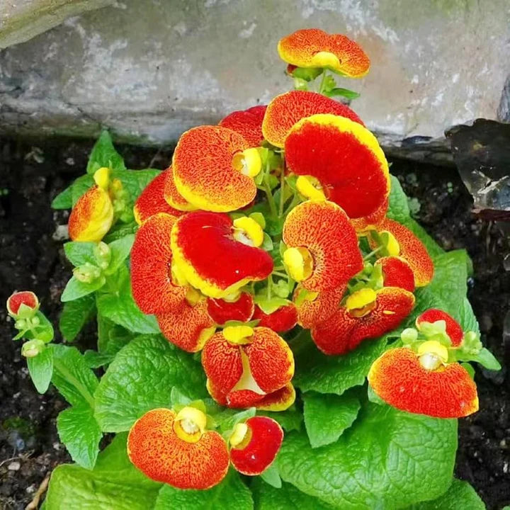 Calceolarias Flower Seeds for Planting – Heirloom, Non-GMO, High Germination Organic Garden Seeds