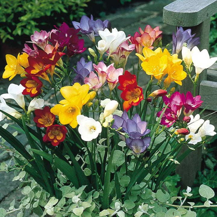 Flower Seeds, Seeds,Seeds For Planting,Plant Seeds